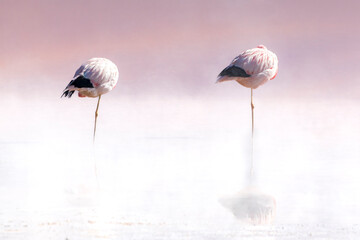 Two Andean flamingoes standing on one leg in pink water