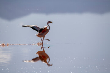 Flamingo trying to take off over the laguna colorada