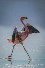 Flamingo flapping its wing and walking over the water