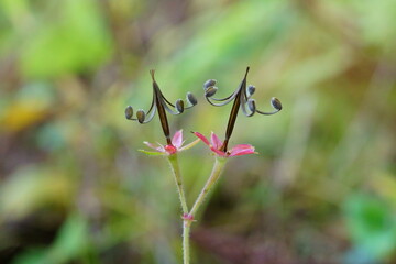 実がはじけた後のゲンノショウコ
