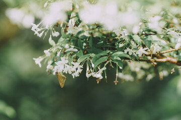 close up of a branch of a tree