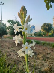 spring flowers in the garden