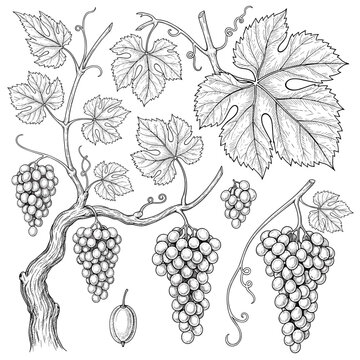 Cole&ccedil;&atilde;o de gravura, esbo&ccedil;o - p&eacute; de uva, videira com folhas e uvas sobre um fundo branco, a preto e branco, SVG.