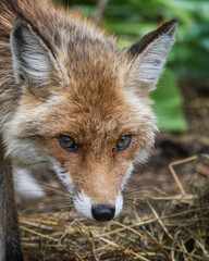 red fox in the wild
