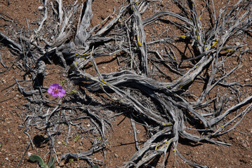 Flowering Desert Cistanthe Cachinalensis Among Dry Twisted Branches in Arid Landscape