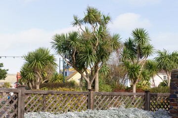 Palm trees sit behind a lattice fence, creating a tropical scene in Perranporth - Cornwall - UK