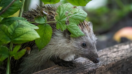 hedgehog in the forest