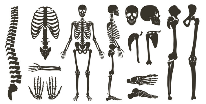 Detailed human skeleton and bone parts ideal for medical, educational, and science projects, perfect for anatomy study, healthcare visuals, and biology resources vector illustration
