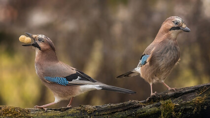 bird