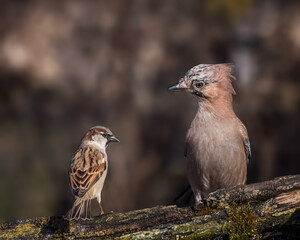 bird