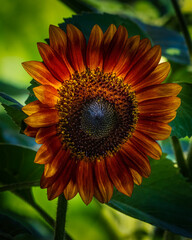 sunflower in the garden