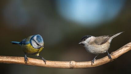 bird