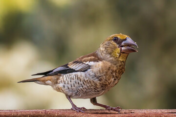 bird