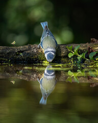Fototapete bei efototapeten.de bestellen   