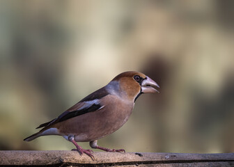 bird