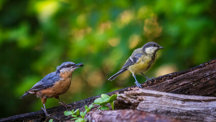 Fototapete bei efototapeten.de bestellen   