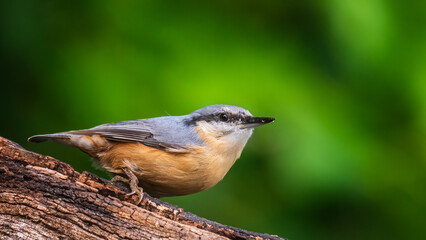 bird on a branch
