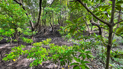 Mangrove forest with lush green mangrove trees symbolizes environmental conservation,