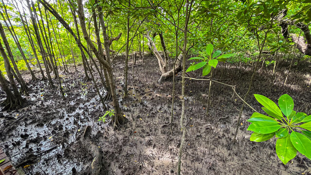 A green mangrove forest with mangrove trees represents nature conservation, environmental protection,