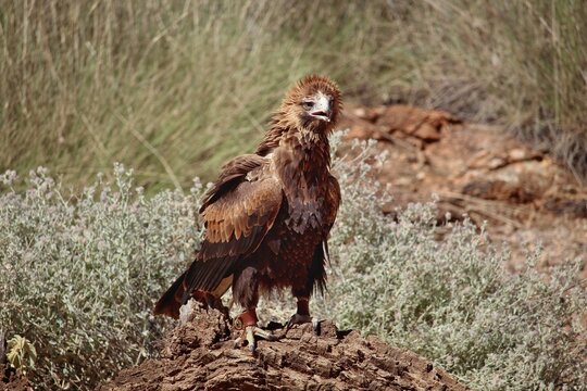 Captive Eagle Perched on Tree Stump with Jesses in Natural-Looking Habitat