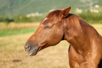 portrait of a brown horse with closed eyes,  sleaping
