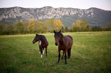 horses in the meadow