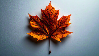 Flame of Autumn &ndash; A Leaf Aglow in Light