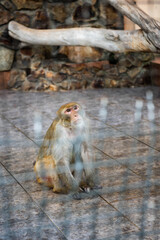 Great ape in a cage at the zoo