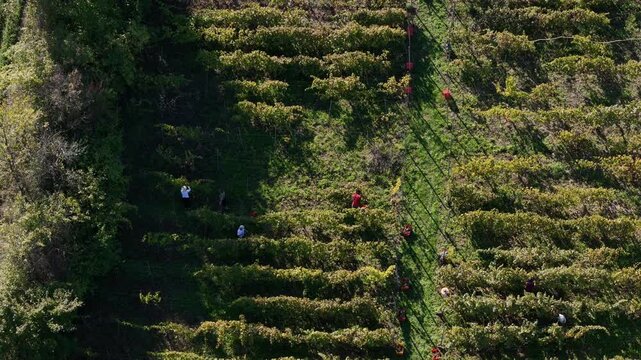 Aerial view capturing the diverse agricultural landscape of Piacenza hills, showing green cultivated fields, rows of vineyards, and fallow land, emphasizing rural farming and nature slow motion