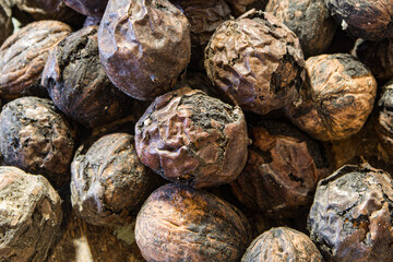 noix rabougri en gros plan