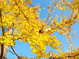 秋の風景 青空を背景に黄葉して黄金色に輝くイチョウの葉のクローズアップ