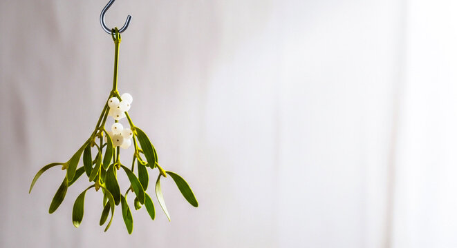 Mistletoe hanging from a hook against a white background  