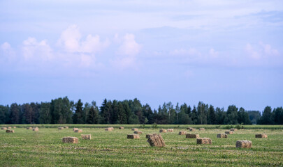 Cube hay bales on a field in a summer evening. Farming in the countryside. Forest and cloudy sky in the backround.