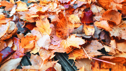 Golden und Gelbe Laubblätter - Herbstlaug in seiner schönsten Form - Indiansummer
