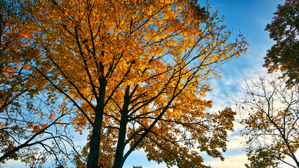 Golden und Gelbe Laubbl&auml;tter - Herbstlaug in seiner sch&ouml;nsten Form - Indiansummer