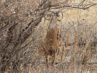 Whitetail Deer Buck in the Rut in Autumn in Colorado