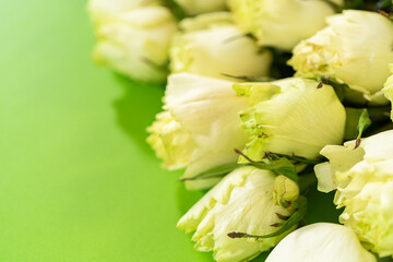 Colorful Matthiola Flowers on Green Background
