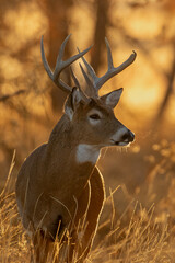 Whitetail Deer Buck in the Rut in Autumn in Colorado