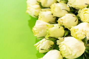 Fototapeta premium Colorful Matthiola Flowers on Green Background