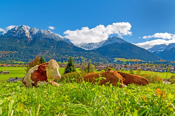 Oberstdorf - Allgäu - Kühe - Ortsansicht - Herbst - Panorama 