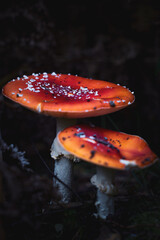 fly agaric mushroom- red toadstool in forest
