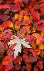 Beautiful autumn nature background. leaf of silver maple on red-orange foliage bush close up. fall season concept.