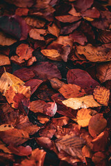 autumn leaves on forest floor