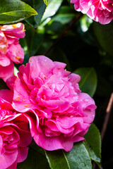 pink peony in garden