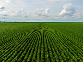 Scenic soybean field landscape with green plants growing in long rows under warm sunlight, showing rural agriculture, crop cultivation, sustainable farming practices and healthy legume production