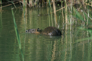 Coypu or Nutria (myocastor coypus)