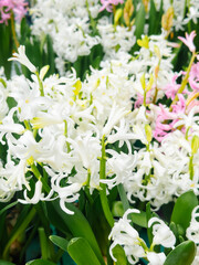 White Hyacinth Flowers In Bloom