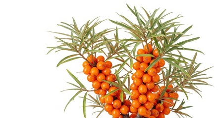 Close-up of vibrant orange sea buckthorn berries on branches with green leaves.