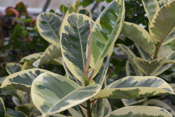 variegated rubber plants (Ficus elastica) at the conservatory