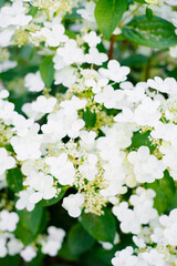 Hydrangea Wim s Red flowers blooming white panicles
